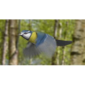 Eurasian Blue Tit (Animated) 3D model